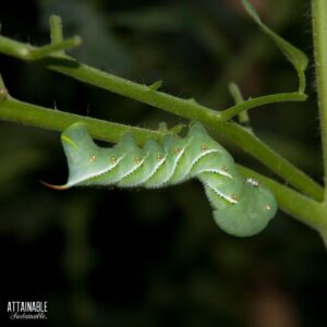 tomato worm on a green stem.
