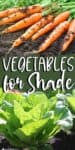 carrots, top, lettuce bottom