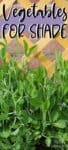 peas growing against lattice