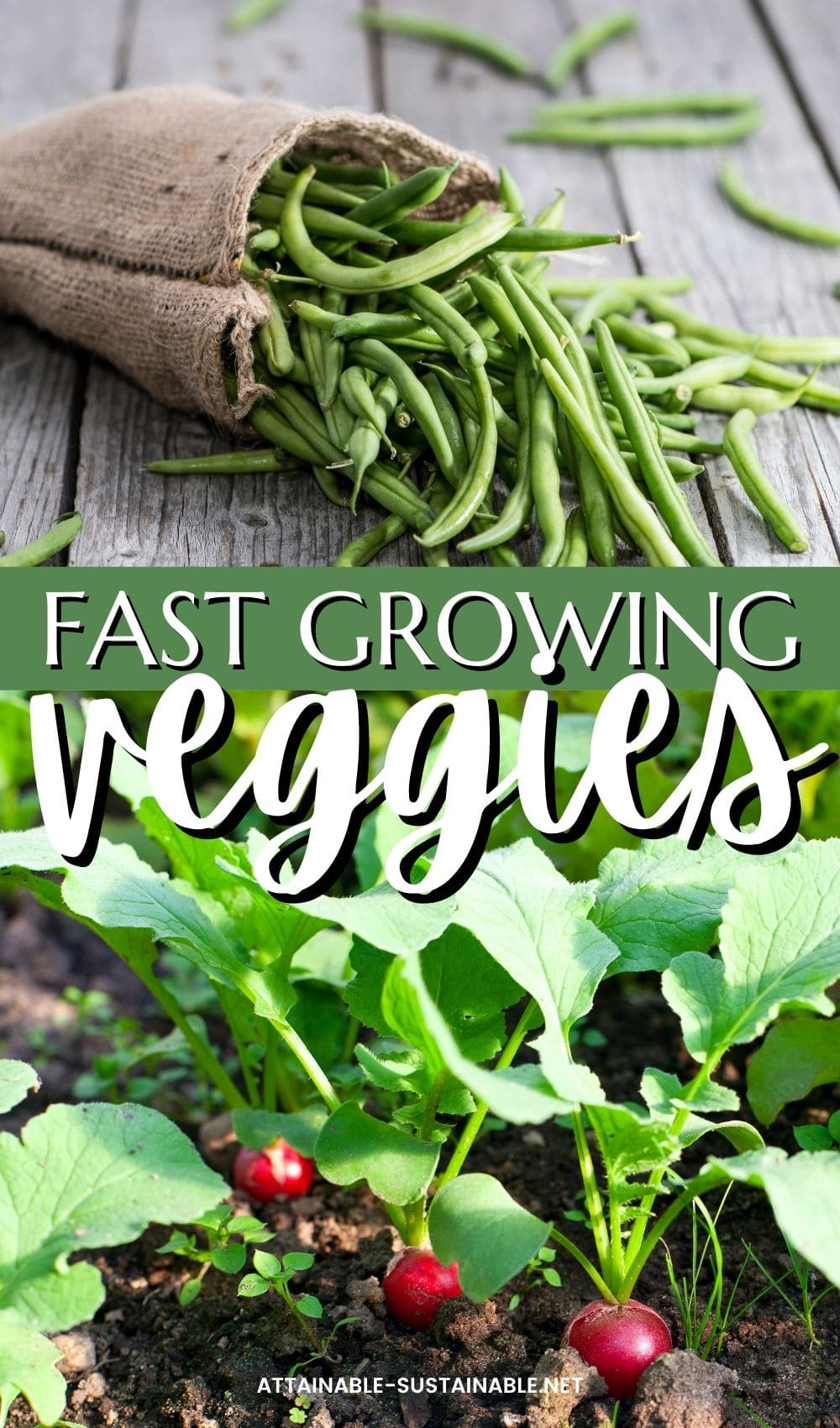 green beans in a burlap sack with radishes growing in the ground.