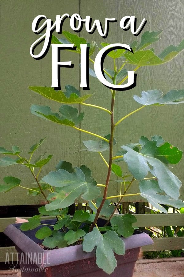 fig tree in a pot.