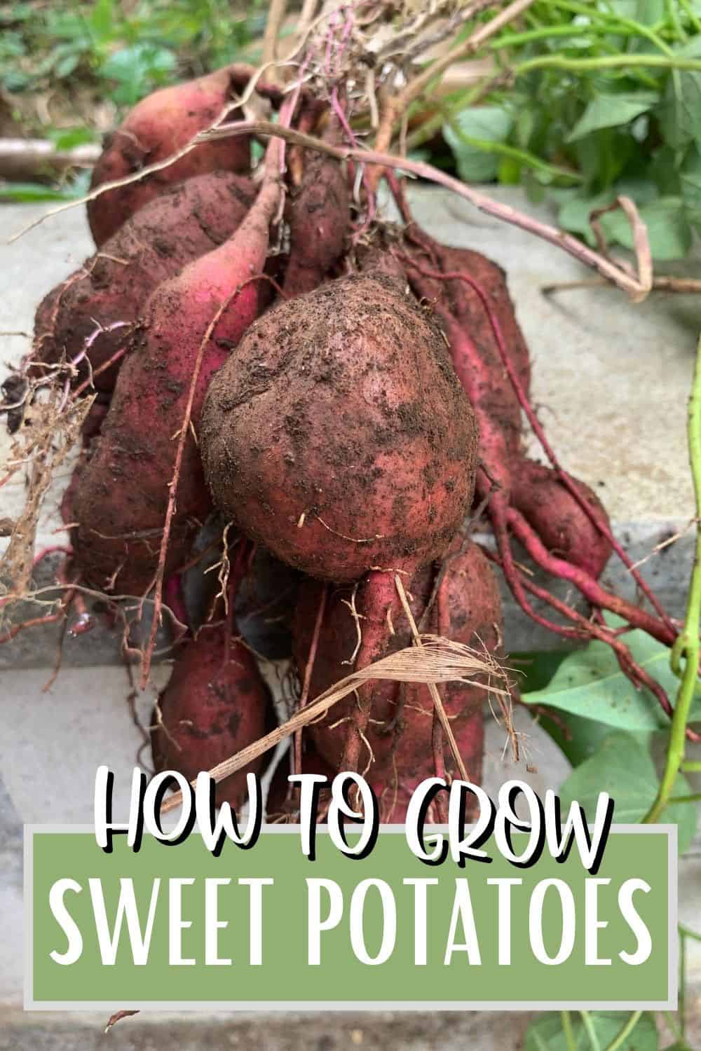 pink sweet potatoes covered in soil