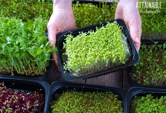 hands holding a tray of microgreens, with others in background