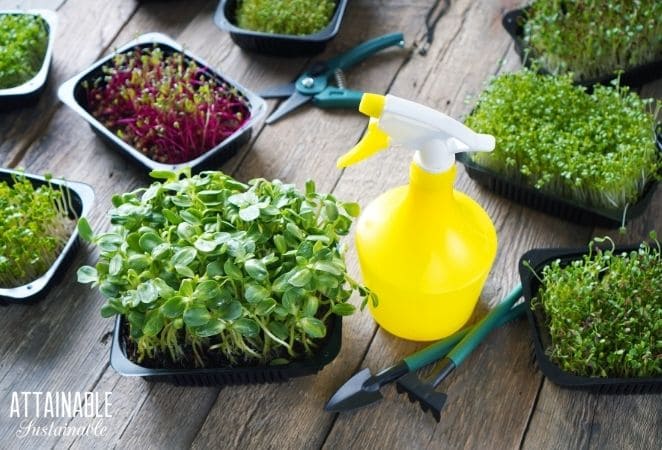 trays of microgreens with a yellow spray bottle