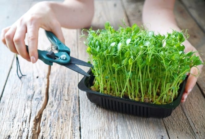 hand with scissors harvesting microgreens