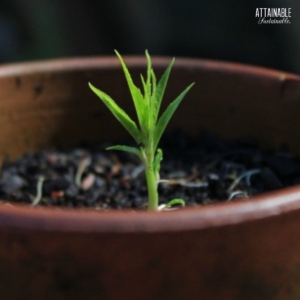 green nectarine tree seedling sprouting in a clay pot.