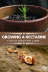 2 panel showing a nectarine seedling, top, and a cracked seed, bottom.