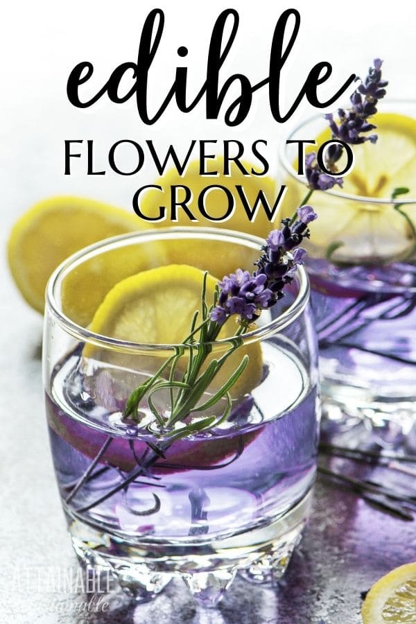 drinks garnished with edible lavender and lemon slices.