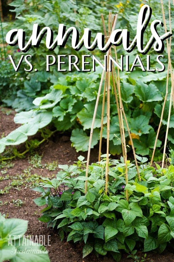 Trying to figure out what will provide the best harvest for your space? Understanding annuals vs. perennials is a good place to start planning a garden. green beans beginning to climb up a trellis.