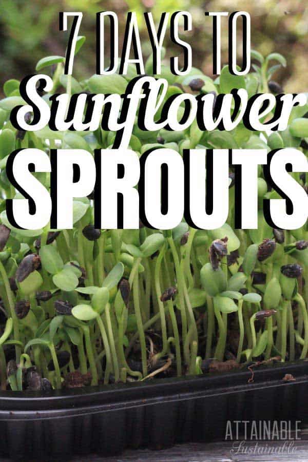 sunflower sprouts growing in a black container