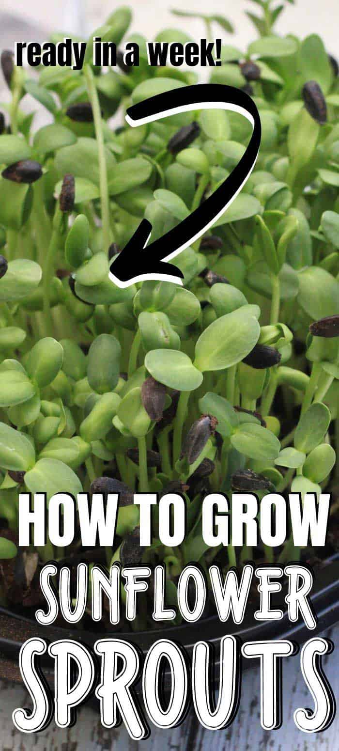 Sunflower Sprouts Growing Microgreens Attainable Sustainable®