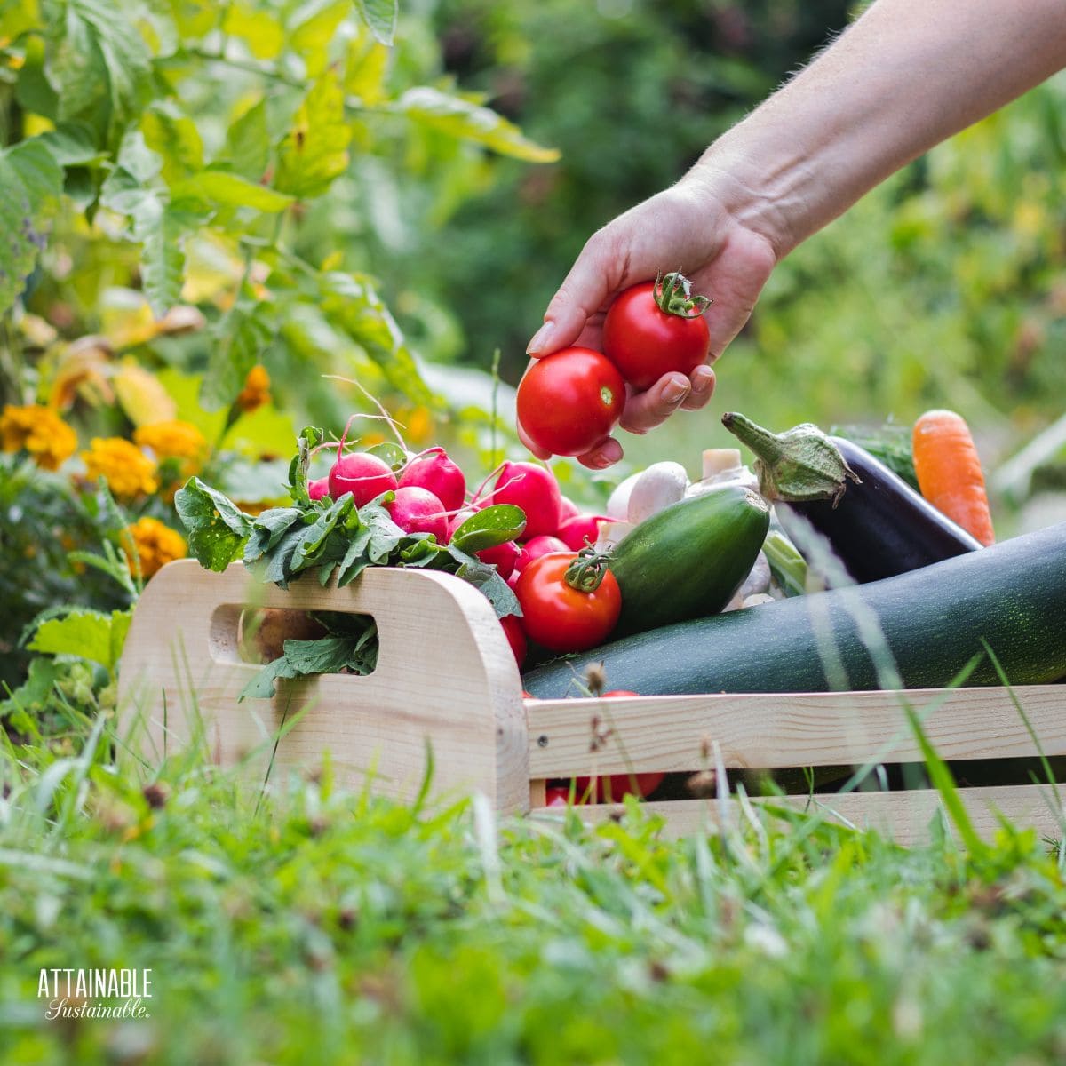 hand placing two tomatoes in a wooden trug already holding zucchini and eggplant.
