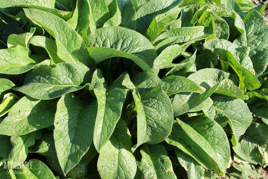 comfrey plant with soft leaves suitable alternative to toilet paper