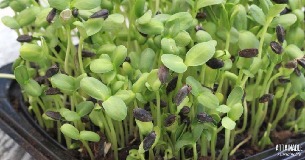 Sunflower Sprouts Growing Microgreens Attainable Sustainable®