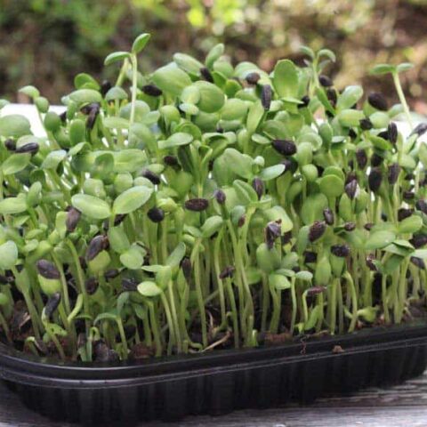 sunflower sprouts growing in a black container