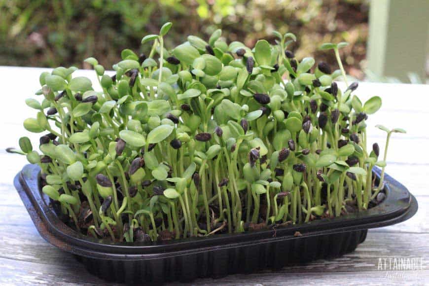 sunflower sprouts growing in a black container