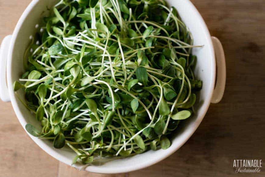 white bowl of clipped leaves from above