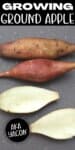 YACON TUBERS