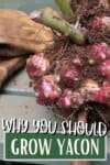 pink tubers of yacon