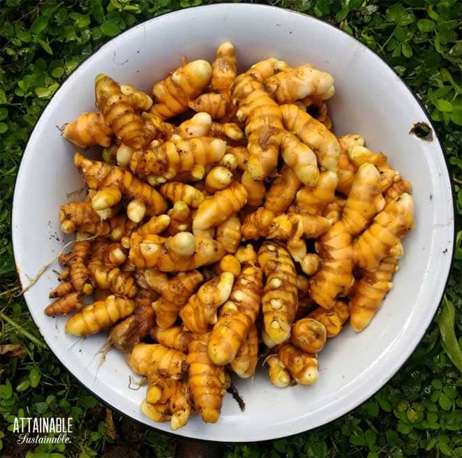 white bowl full of freshly harvested turmeric rhizomes