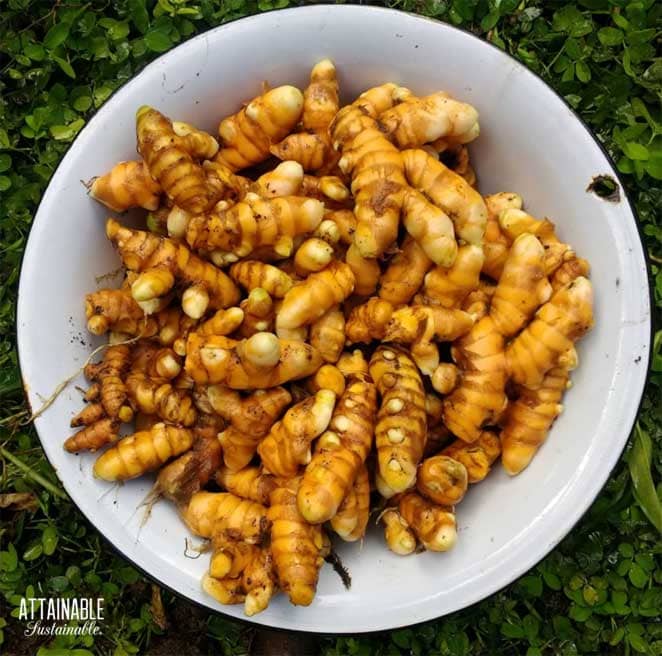 How to Start Growing Turmeric at Home (No Matter What Zone Youre In!)