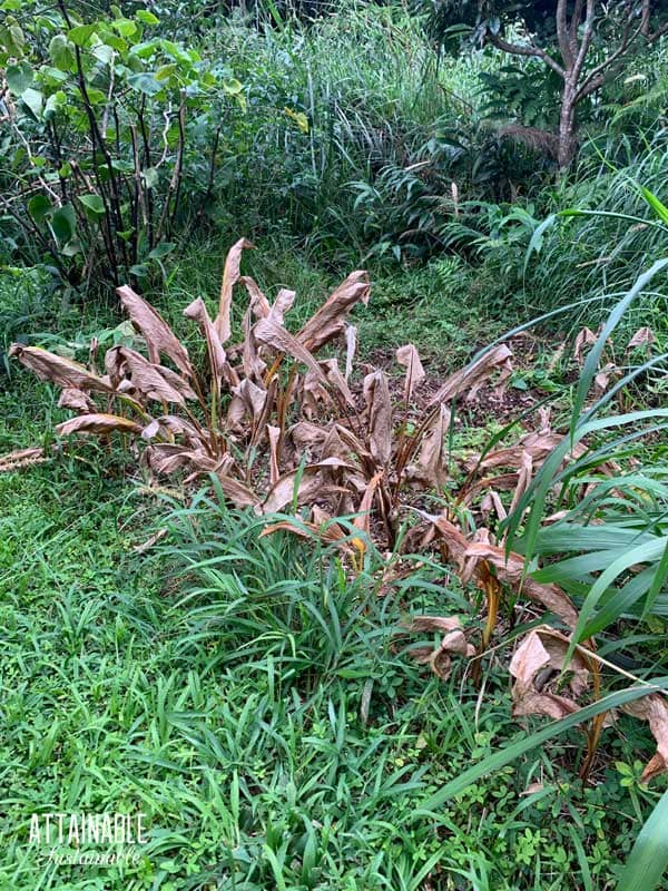 Brown plants in a green lush garden