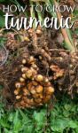 turmeric roots fresh out of the ground with soil still clinging to the rhizomes