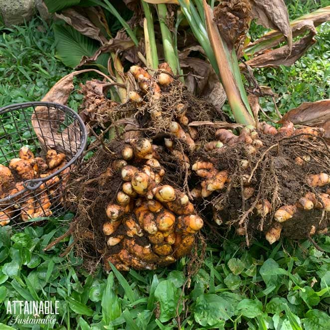 freshly harvested olena roots on a green lawn