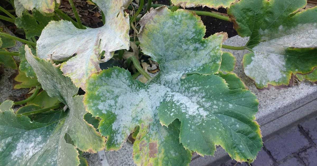 powdery mildew on squash plant