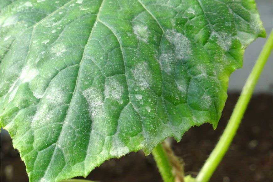 close up of fungus on leaf