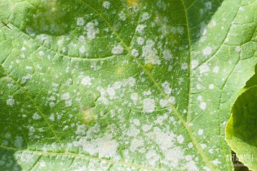 close up of fungus on leaf