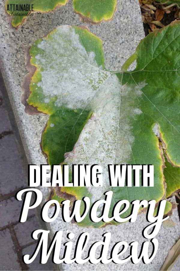 powdery mildew on squash plant