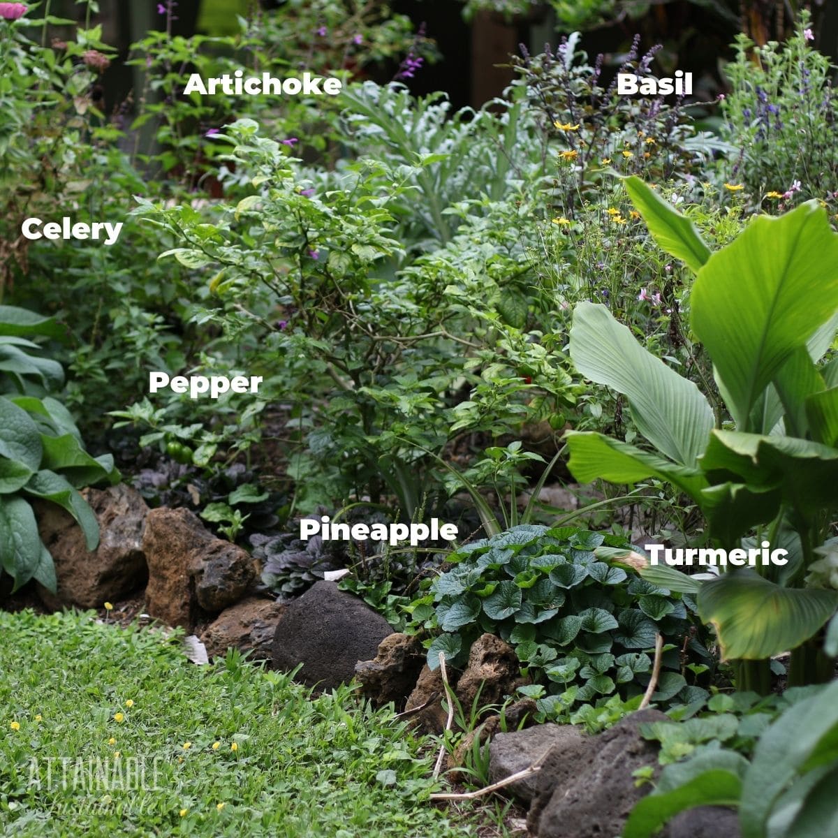 Garden with vegetables and flowers mixed together.