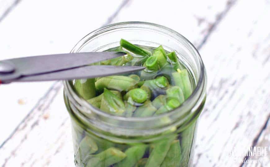 tip of kitchen shears snipping green beans in a jar