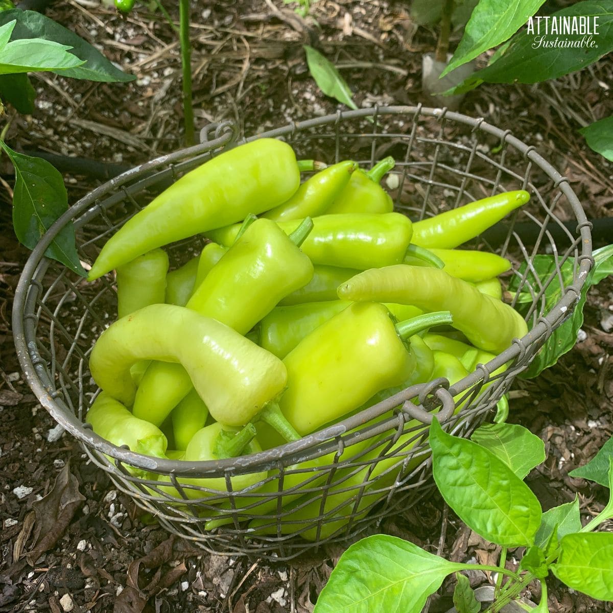 fresh banana peppers in a wire basket in the garden.