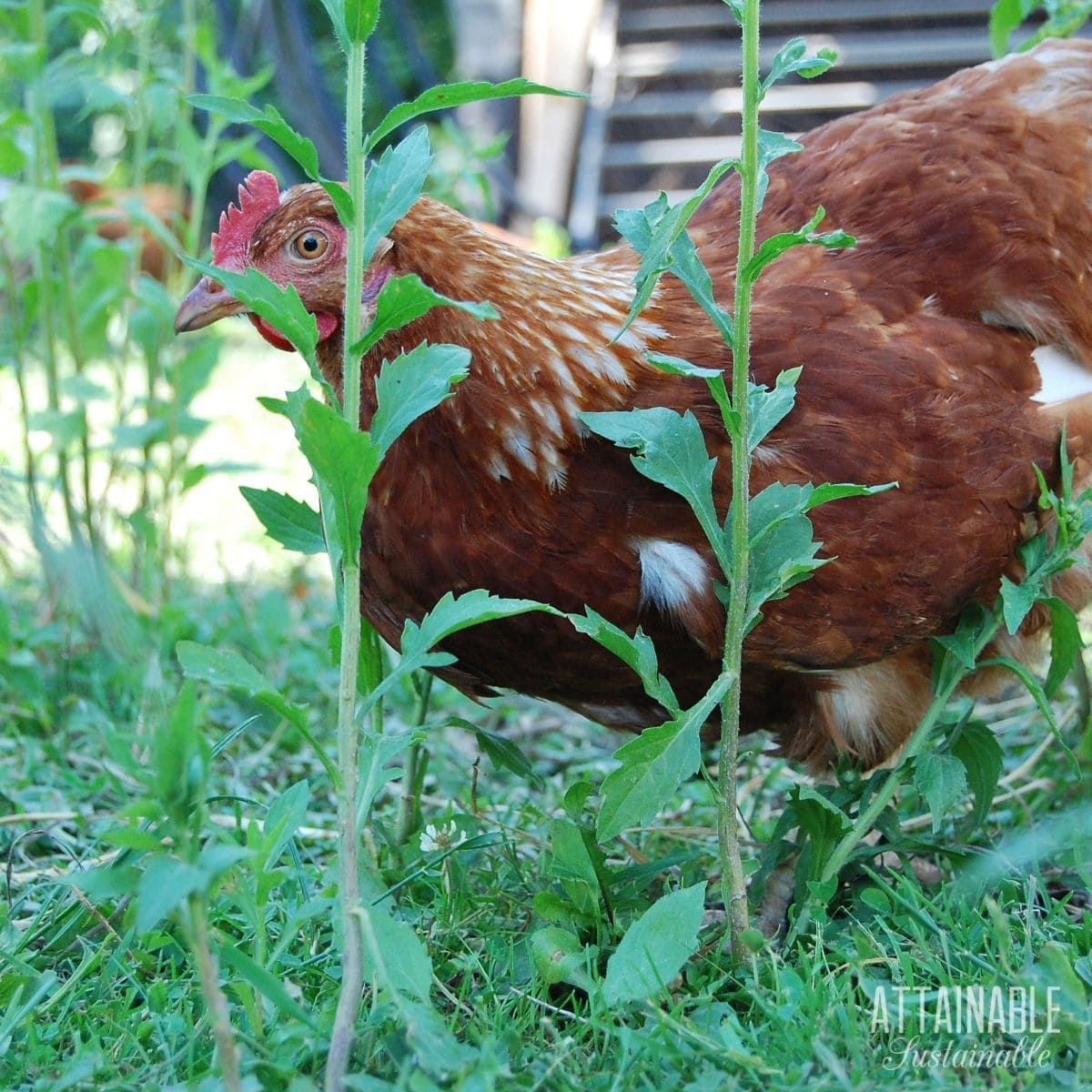 Hen peeking through vegetation.