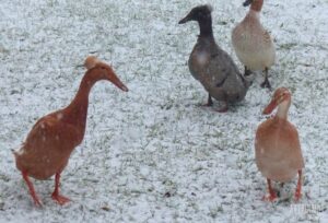 ducks on snowy ground