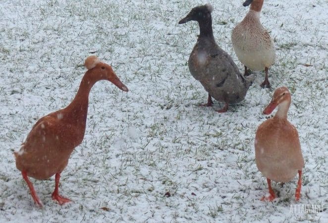 Straw Cover Duck