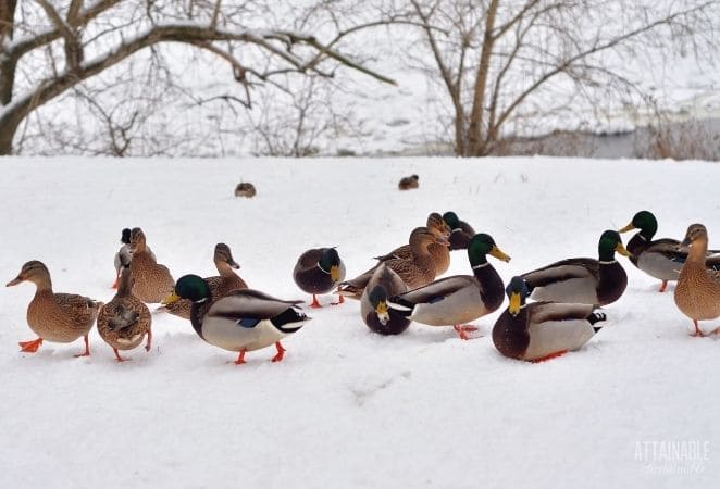 mallards on snow