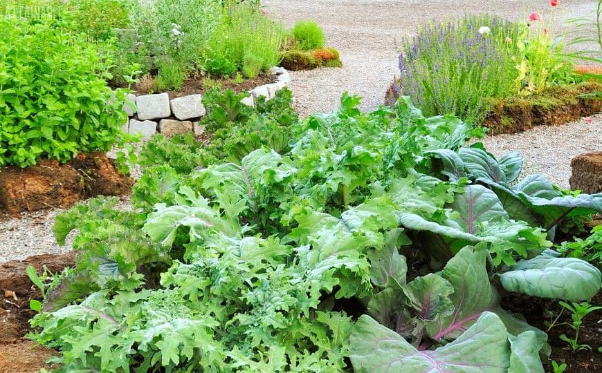 pretty garden with kale and lavender in raised beds