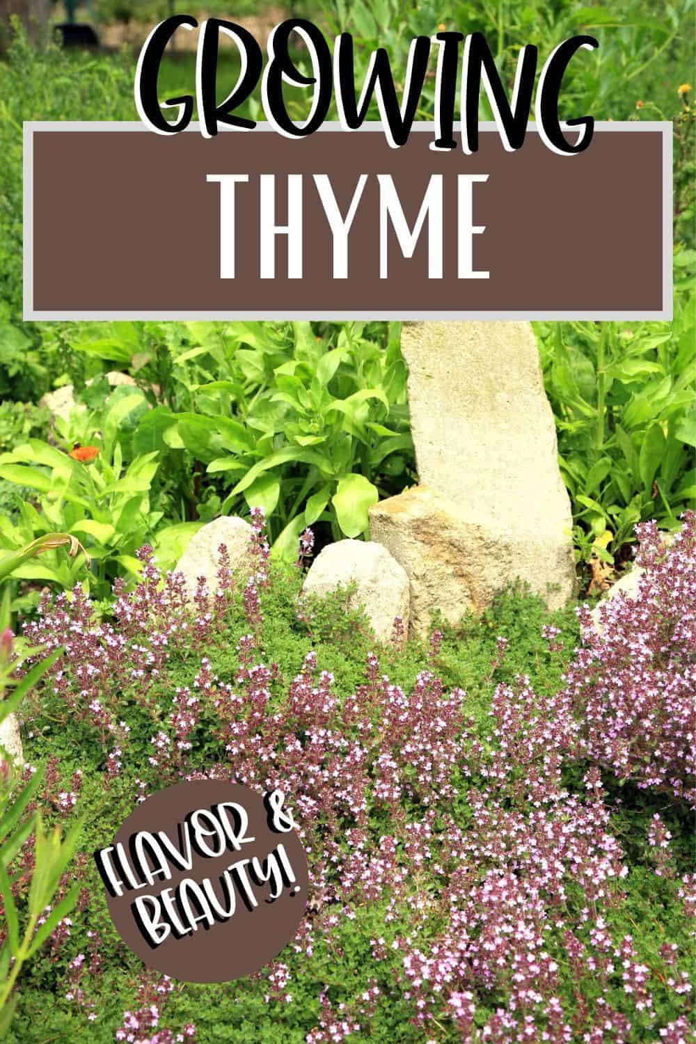 Thyme with purple flowers in a landscape