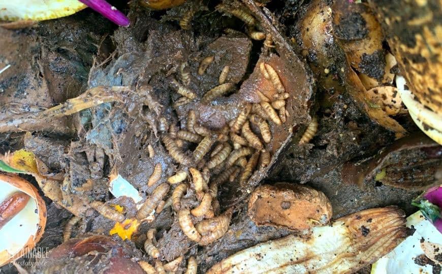 black soldier fly larvae in a compost bin