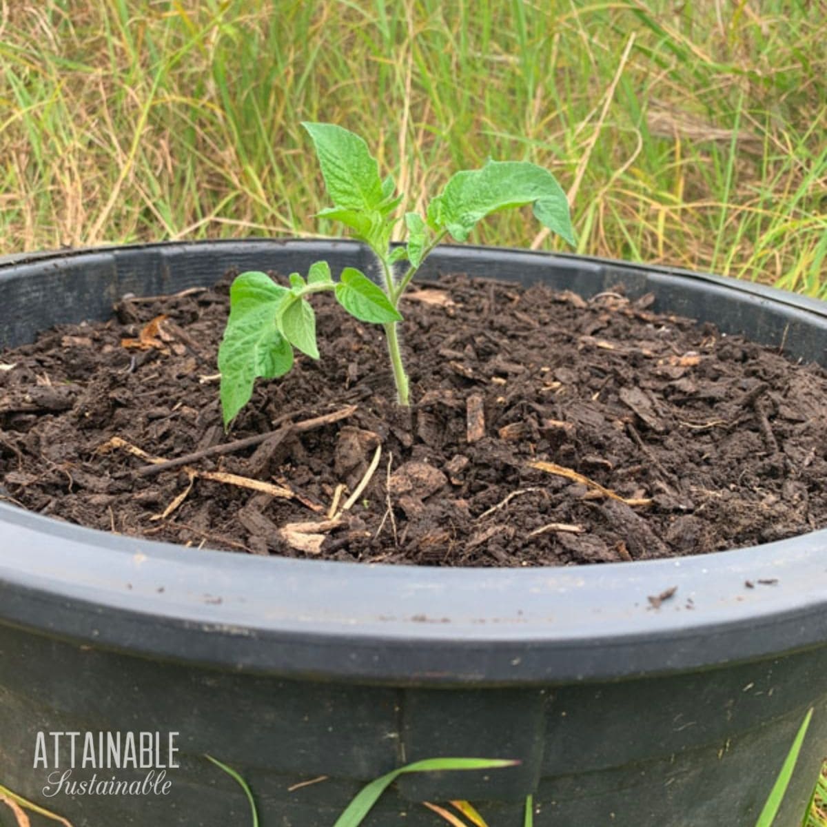 tomato plant in a black container.