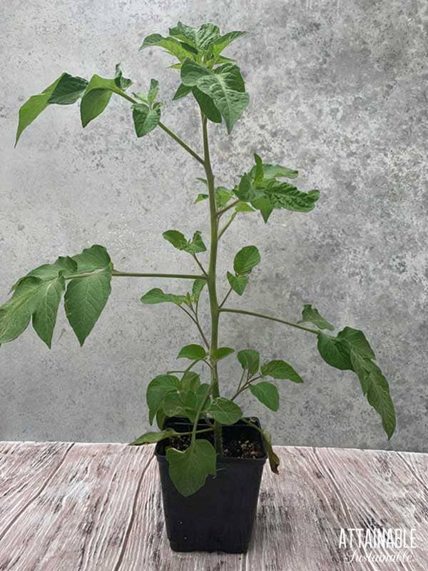 tomato seedling in a pot.