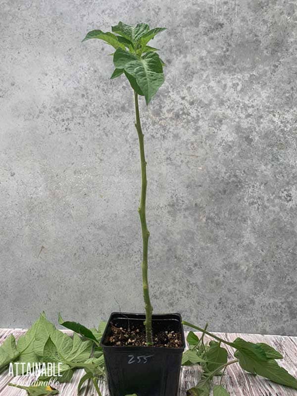 tomato seedlings with lower leaves removed.