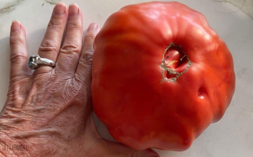 giant tomato next to an older woman's hand