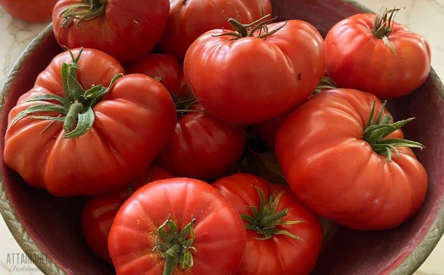 beautiful tomatoes in a wooden bowl