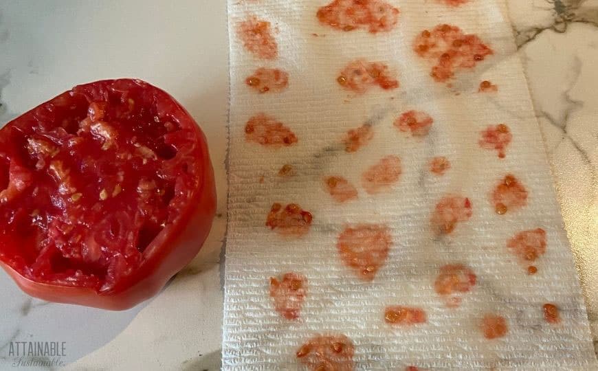 saving tomato seeds on a paper towel; ripe tomato cut in half at left.