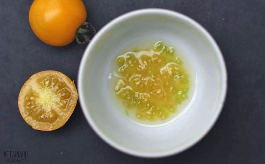 saving tomato seeds step one: put seeds in clean container