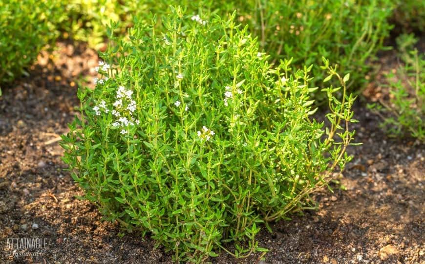 small thyme plant growing in brown soil